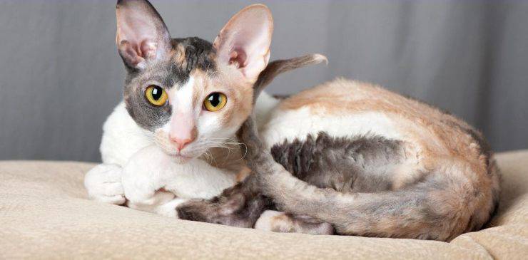 Cornish Rex