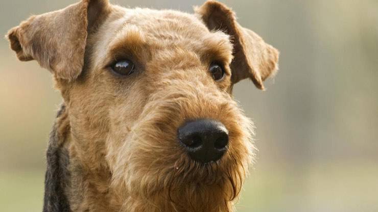 Curiosità nell'Airedale Terrier