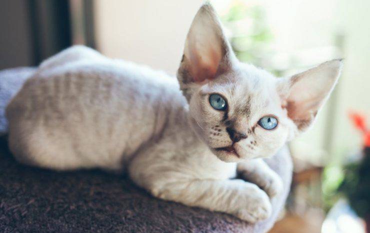 Devon Rex