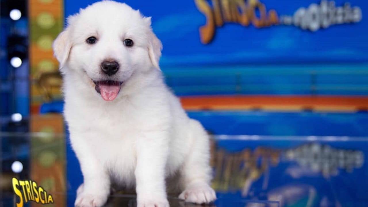 Cane Striscia la Notizia 2021 nome, razza, storia e notizie