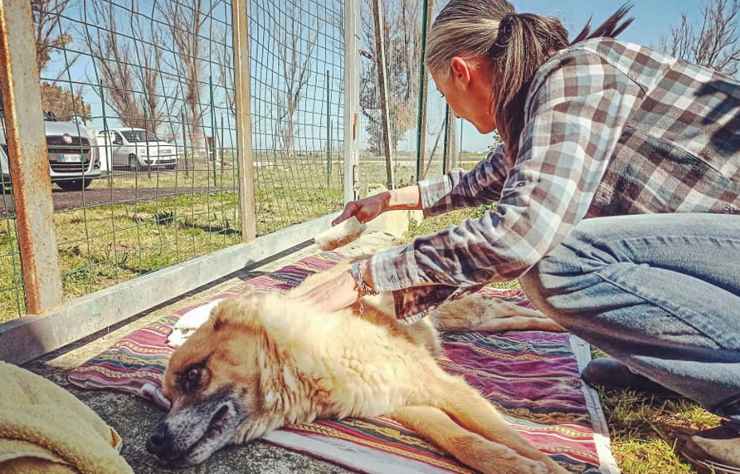 Cane Edo Non Cammina Adottato