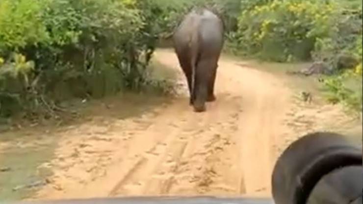 Elefante Turisti Invadenti Reazione Video