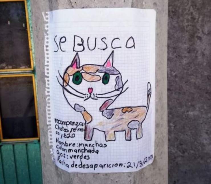 bambino disegno gatto smarrito