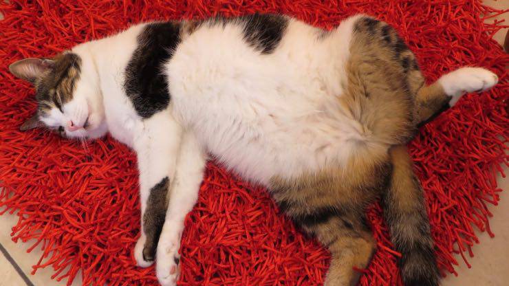 Gatto che fa la pipì sul tappeto del vicino