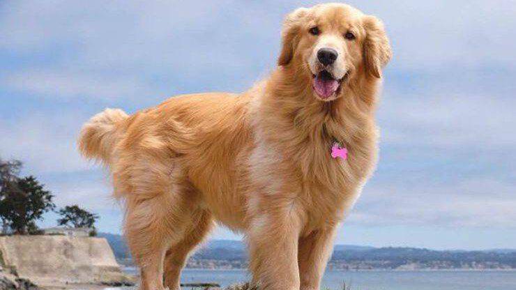 Golden Retriever