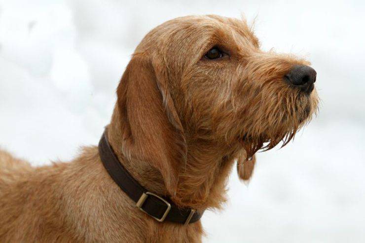 Basset Fauve de Bretagne