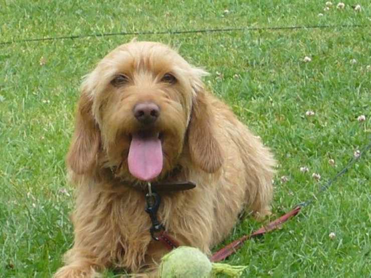 Alimentazione del Basset Fauve de Bretagne