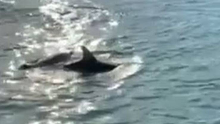 Delfini Venezia Video