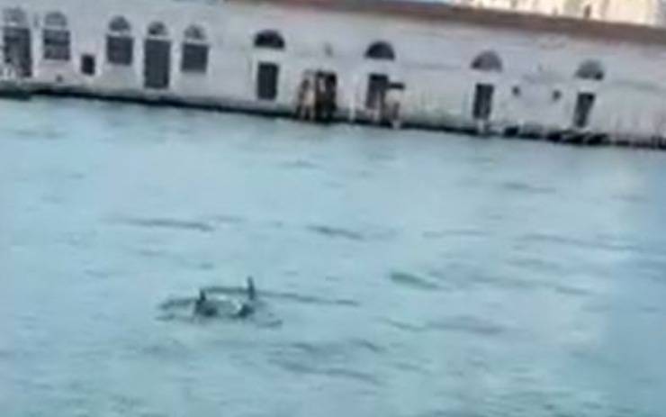 Delfini Venezia Video