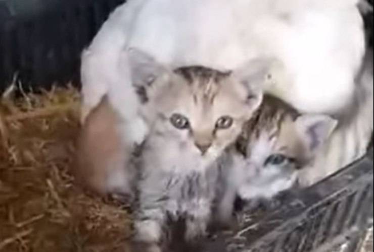 Gallina Mamma Gattini Video