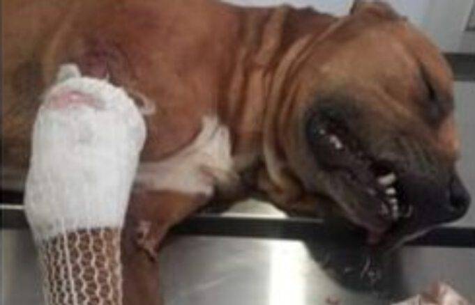 Come Muore Un Cane Con Tumore Al Fegato
