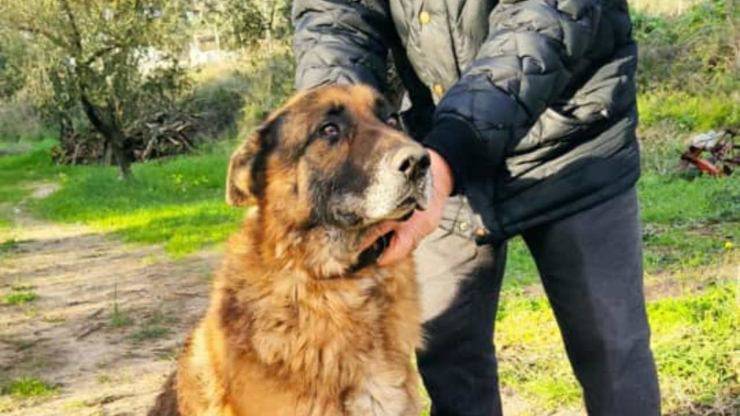 Cane Nonno Zeus Cerca Famiglia