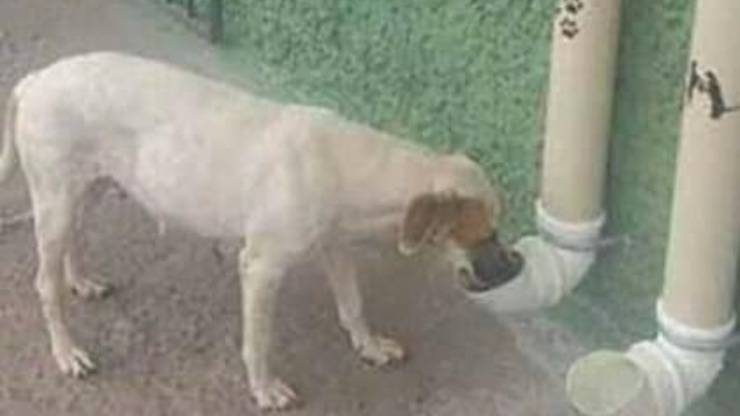 Tubi Acqua Cibo Cani Randagi 