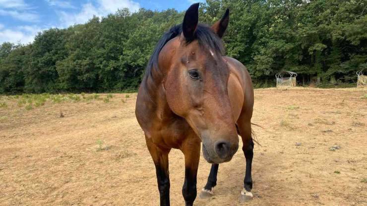 Cavallo Lucky Day Adozione