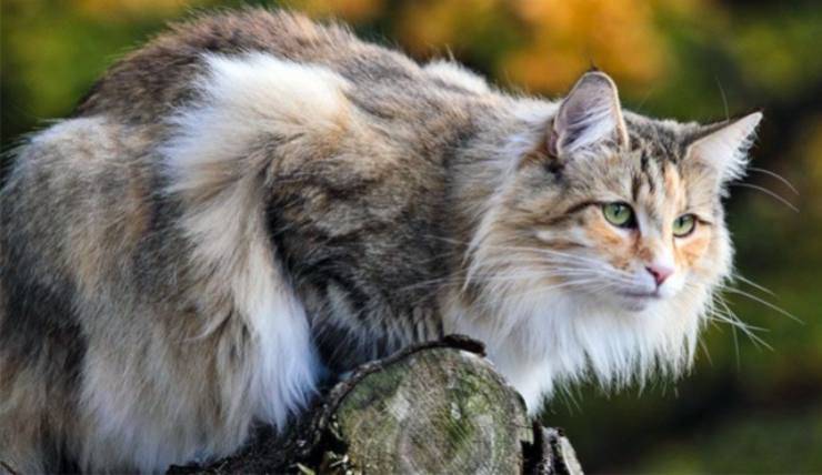 gatto Norvegese delle Foreste