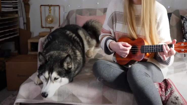 L'husky infastidito (Foto video)