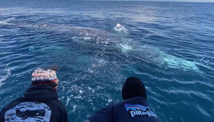 Balene Gommone Turisti Video