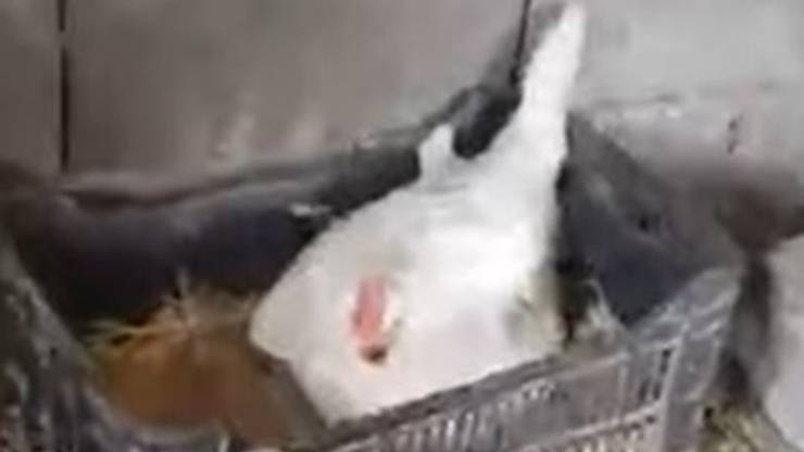 Gallina Mamma Gattini Video