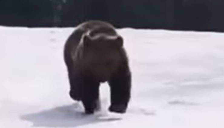 Orso Rincorre Maestro Di Sci Video