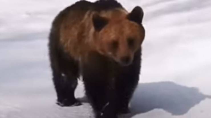 Orso Rincorre Maestro Di Sci Video