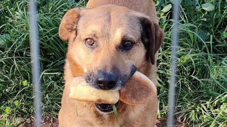 Nek Cane Cerca Casa