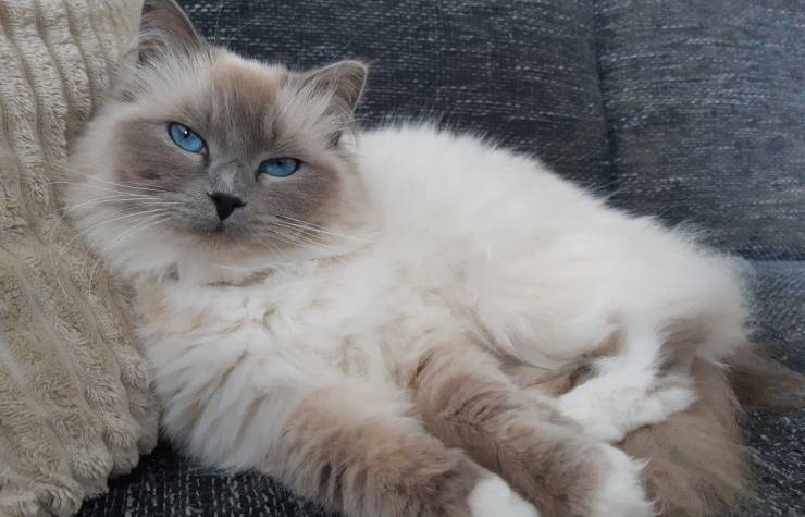 Ragdoll blue