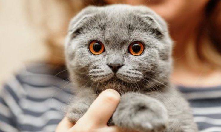 Scottish Fold