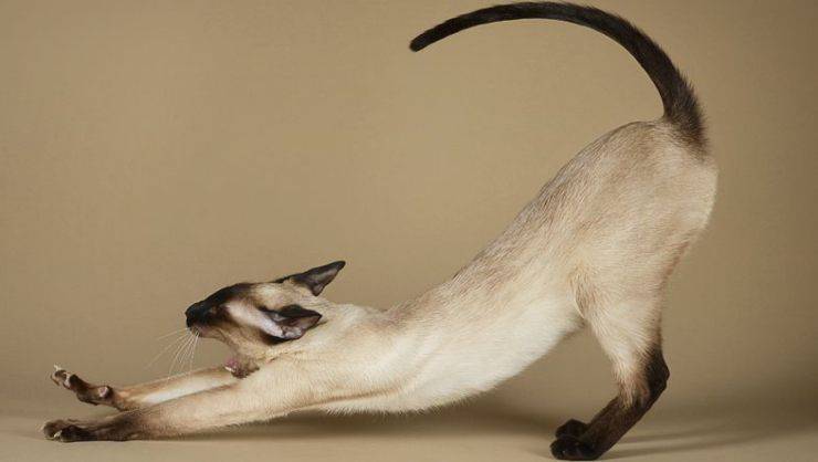 Siamese