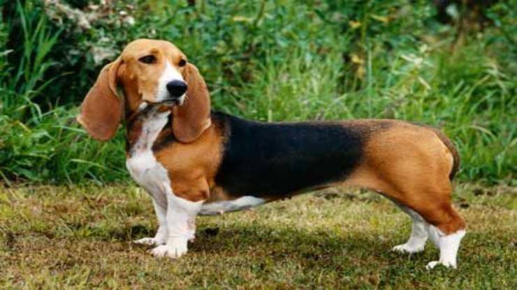 Adottare un Basset Artésien Normand