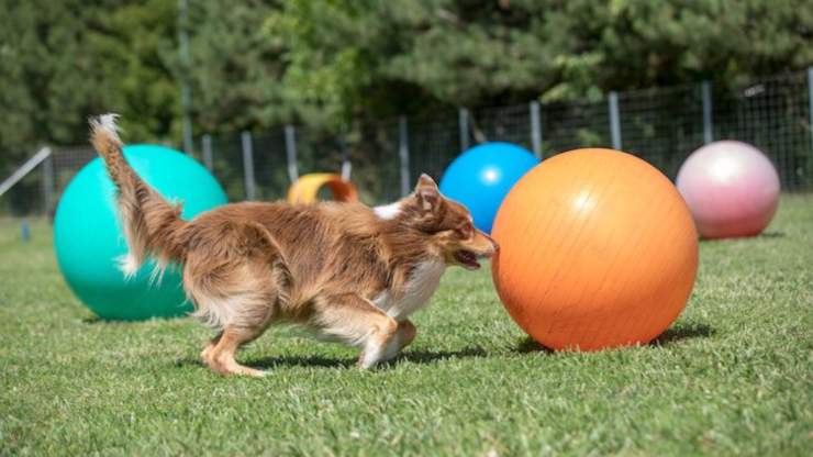 Treibball per il cane