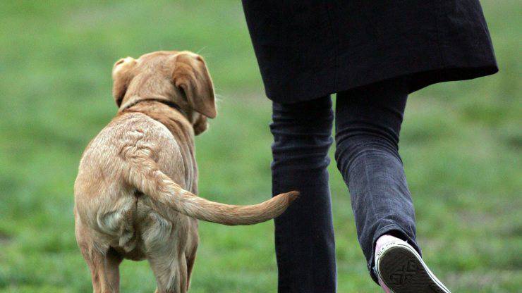 Volpi Cimurro Cani Allerta