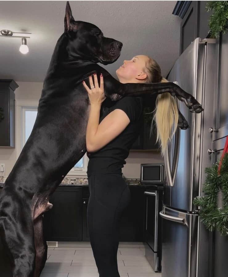 Zeus il cane a cui è stato fatto uno scherzo con la pellicola trasparente e la sua mamma umana (Foto Instagram)