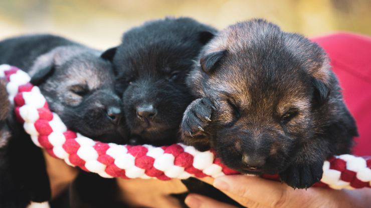 a che età un cucciolo diventa un cane adulto