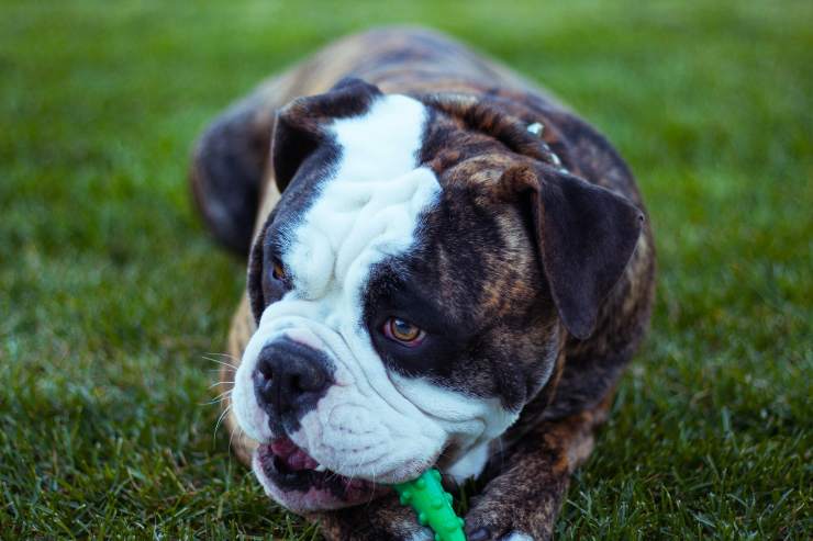 Il comportamento del cane