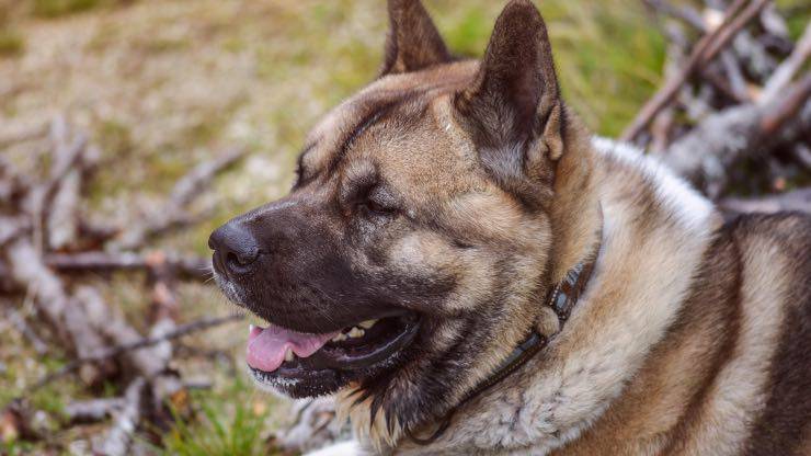 Razze di cane compatibili con l'Akita Americano