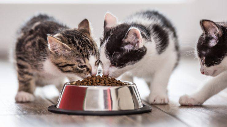 alimentazione senza cereali per il gatto