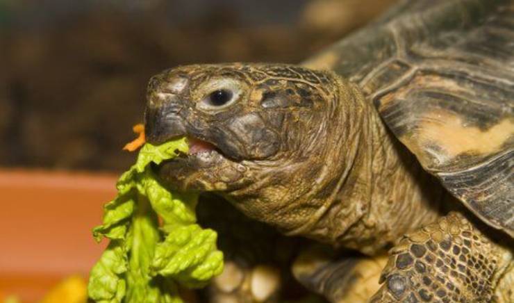 alimentazione tartaruga di terra
