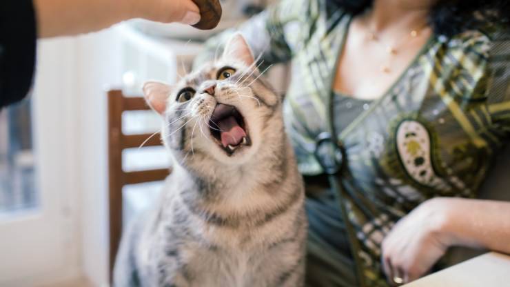 alimenti che i gatti adorano