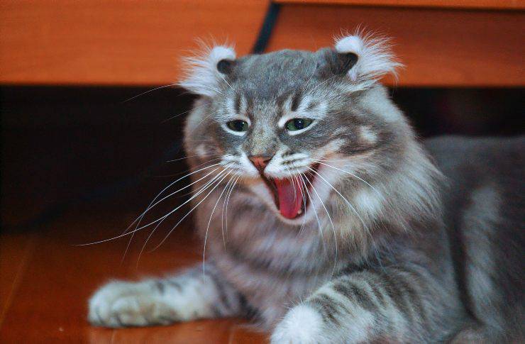 american curl longhair