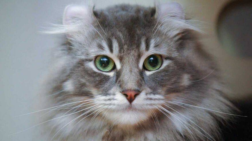 american curl longhair