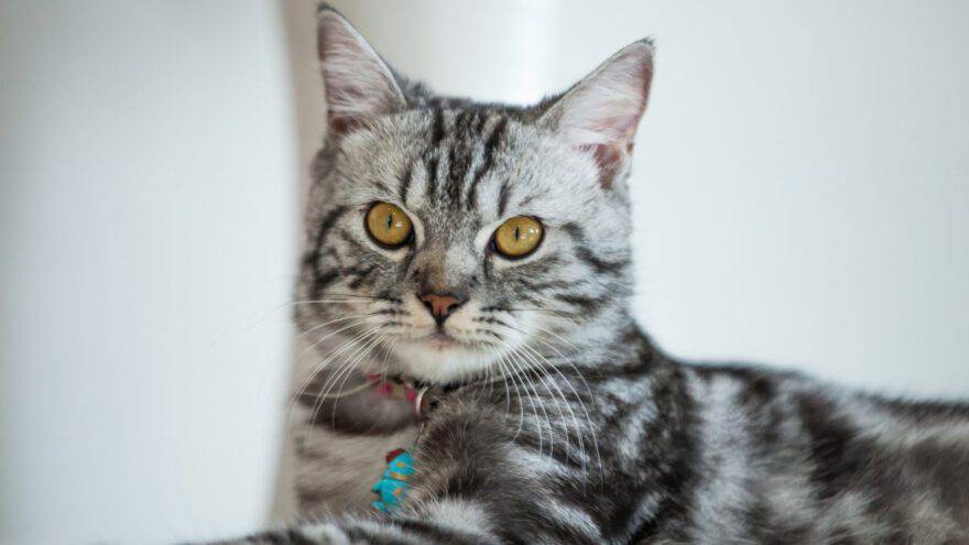 American Shorthair