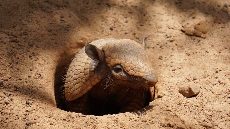 Animali che vivono sotto terra