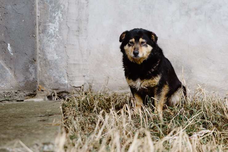 Come può vivere fido randagio