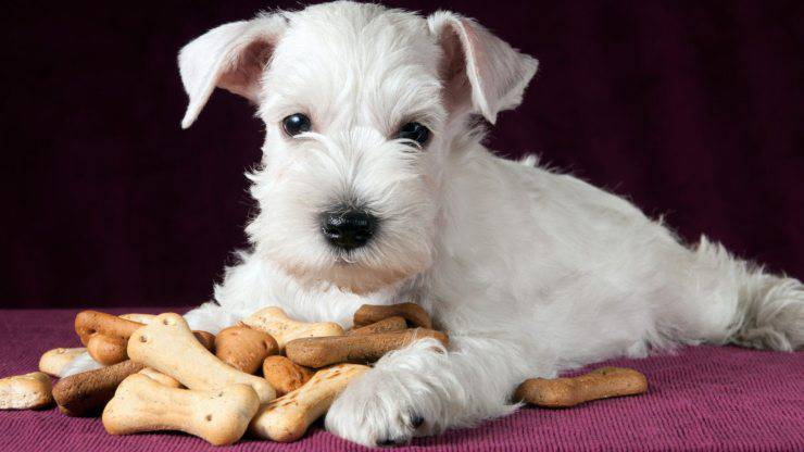 biscotti al pollo per il cane