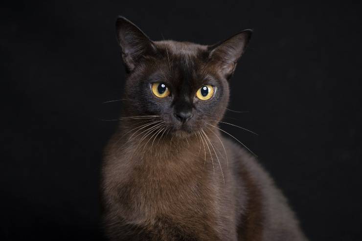 gatto burmese