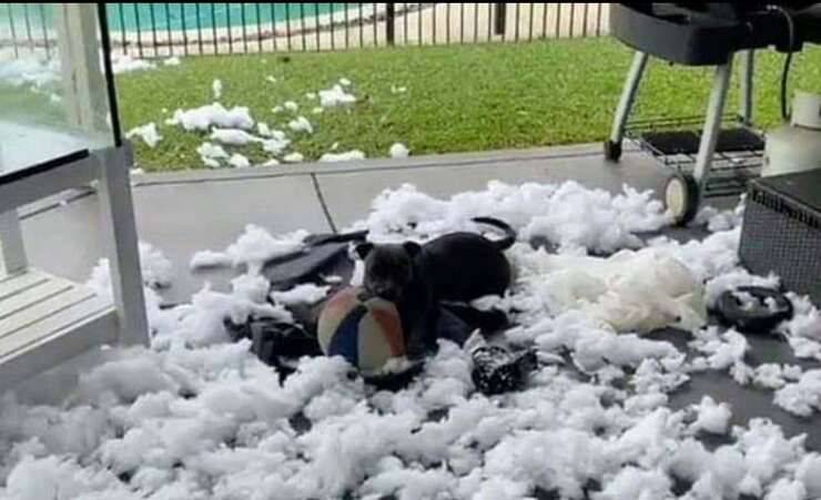 Cane in giardino dopo la distruzione (Screen Video )