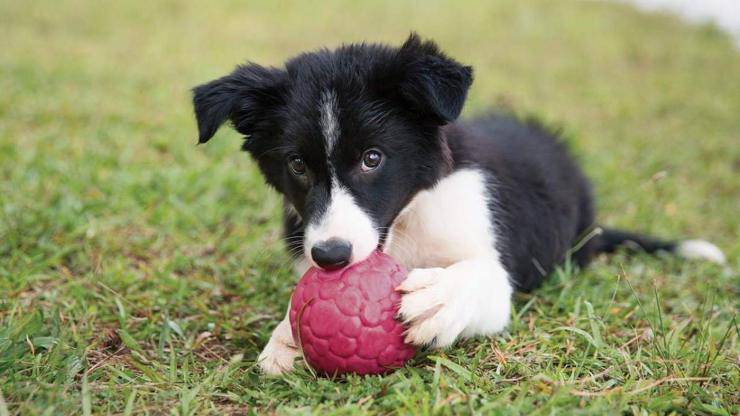 cane che gioca con pallina