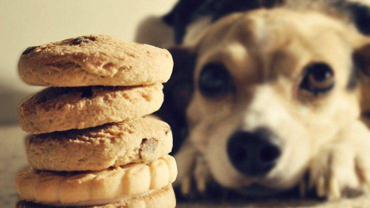 cane con biscotti