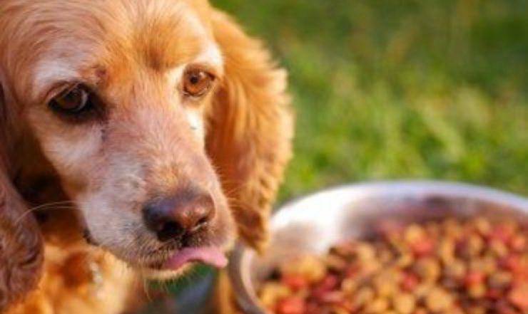 alimenti monoproteici cane