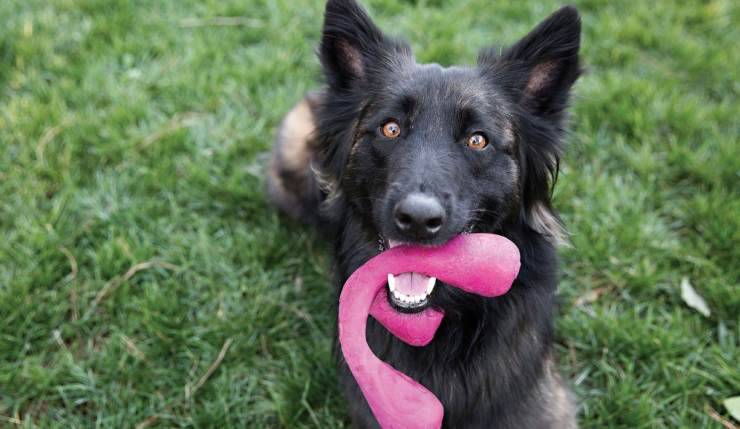 cane con gioco